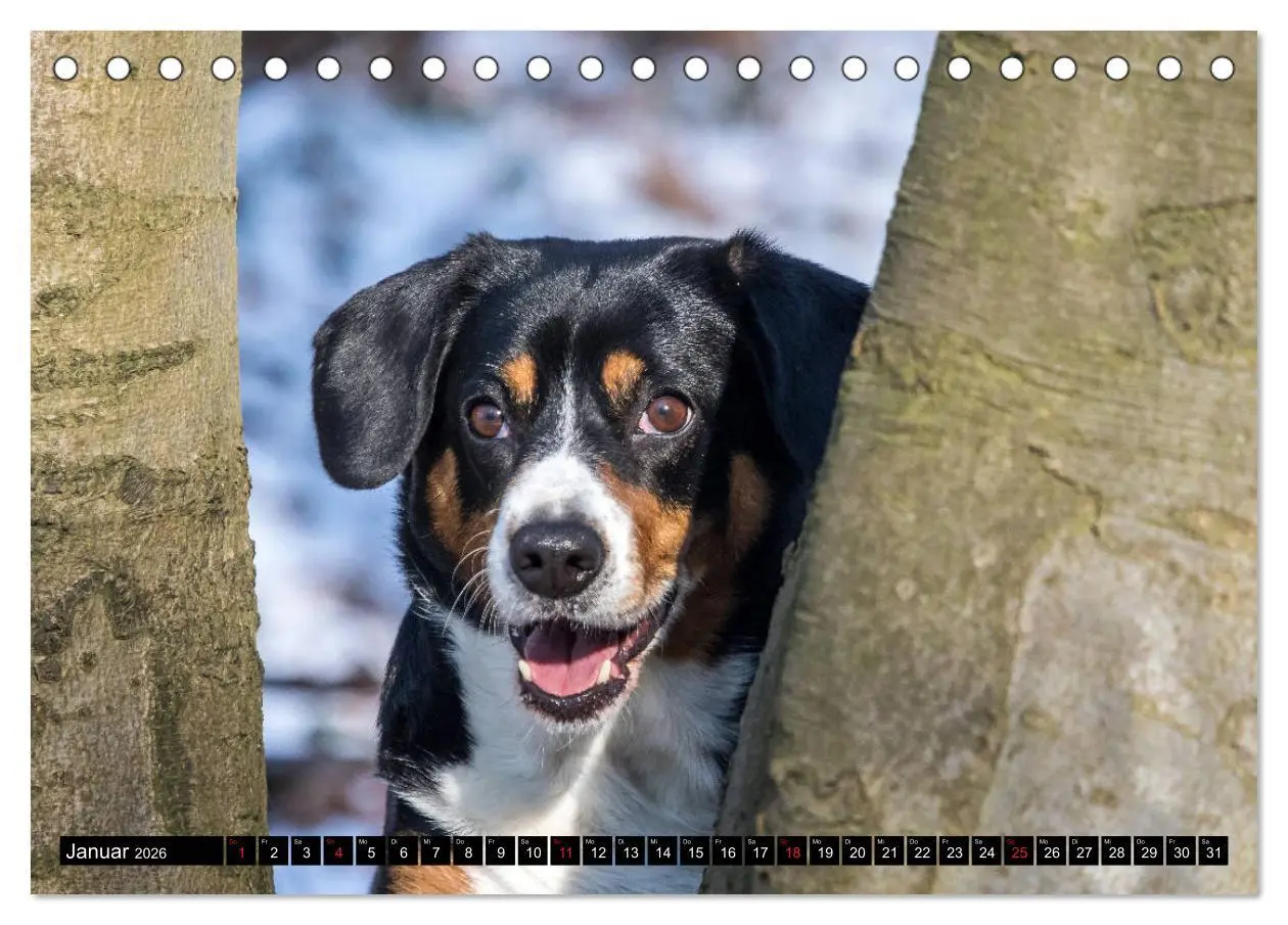 Bild: 9783516039504 | Entlebucher Sennenhund - treue Freunde (Tischkalender 2026 DIN A5...