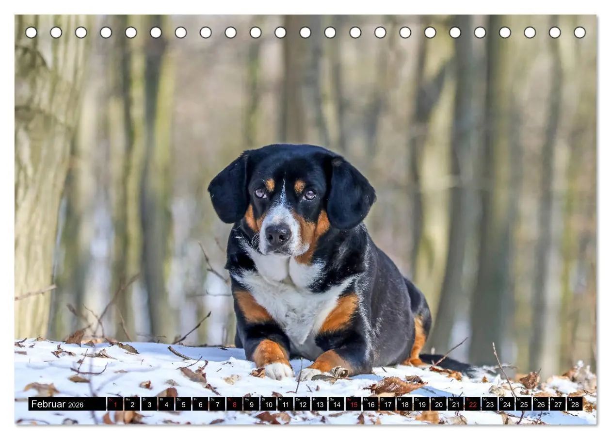 Bild: 9783516039504 | Entlebucher Sennenhund - treue Freunde (Tischkalender 2026 DIN A5...