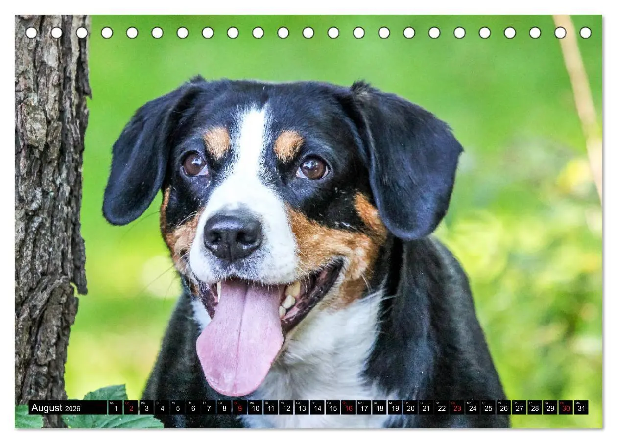 Bild: 9783516039504 | Entlebucher Sennenhund - treue Freunde (Tischkalender 2026 DIN A5...