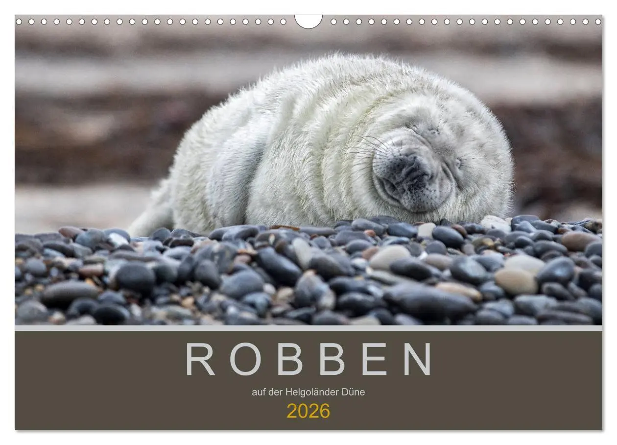 Cover: 9783457939604 | Robben auf der Helgoländer Düne (Wandkalender 2026 DIN A3 quer),...