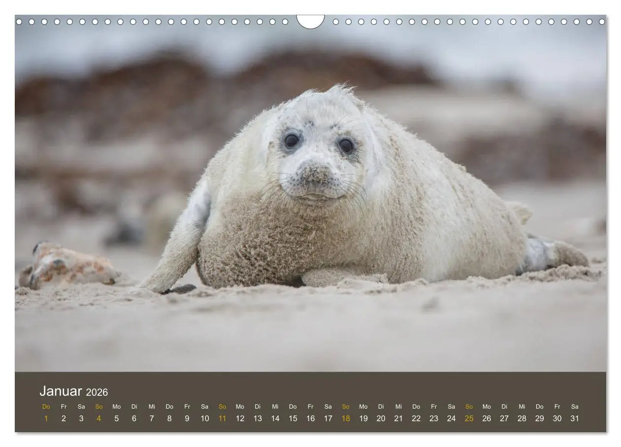 Bild: 9783457939604 | Robben auf der Helgoländer Düne (Wandkalender 2026 DIN A3 quer),...
