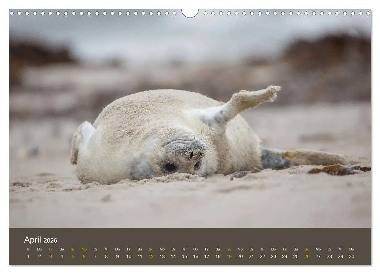 Bild: 9783457939604 | Robben auf der Helgoländer Düne (Wandkalender 2026 DIN A3 quer),...