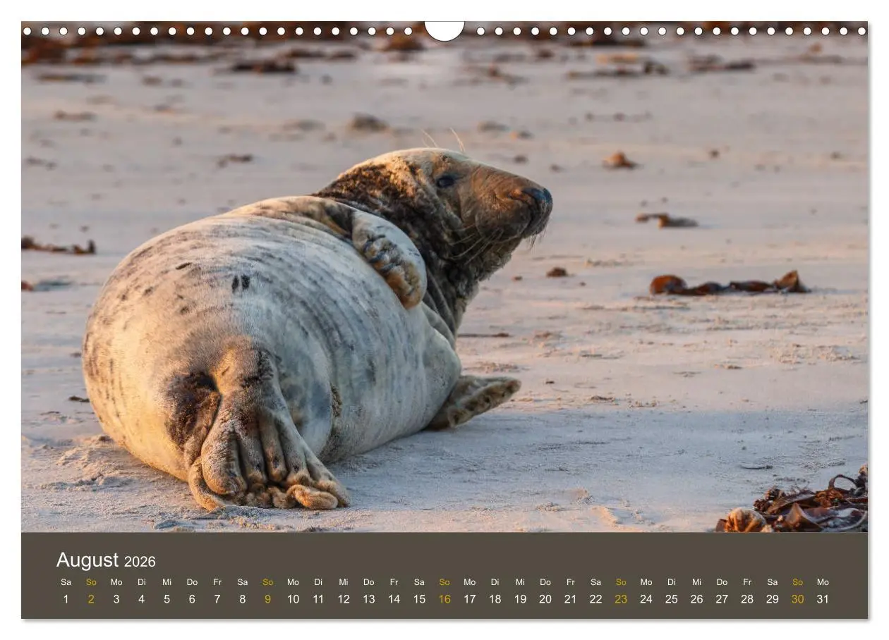 Bild: 9783457939604 | Robben auf der Helgoländer Düne (Wandkalender 2026 DIN A3 quer),...