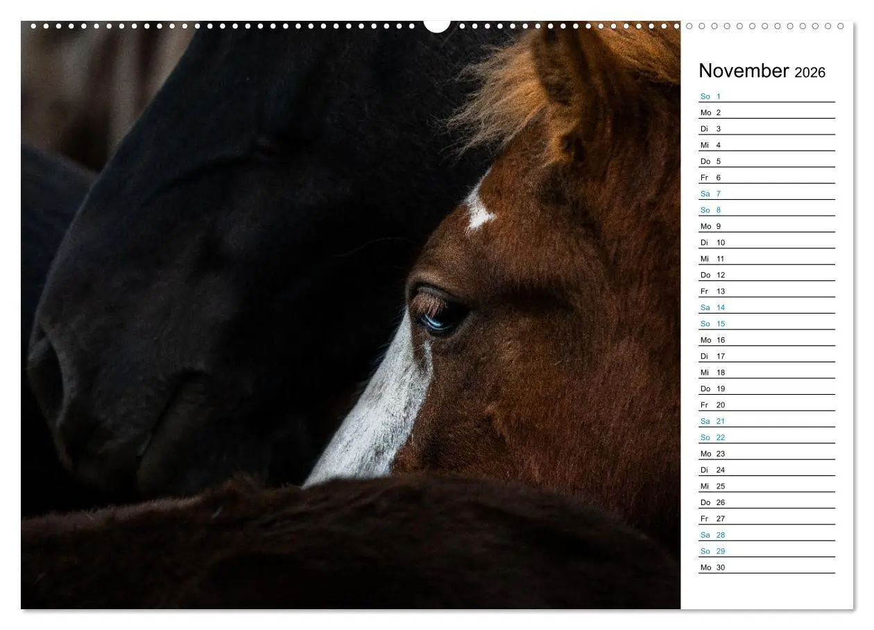 Bild: 9783457619704 | Islandpferde Kalender - Pferde von der Insel aus Feuer und Eis...
