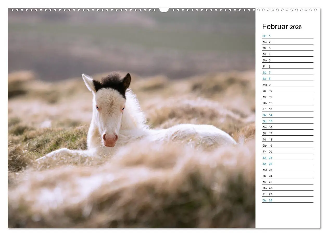 Bild: 9783457619704 | Islandpferde Kalender - Pferde von der Insel aus Feuer und Eis...
