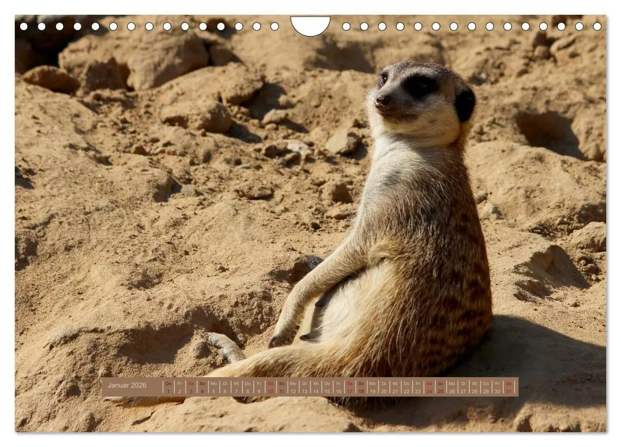 Bild: 9783516189704 | Erdmännchen (Wandkalender 2026 DIN A4 quer), CALVENDO Monatskalender
