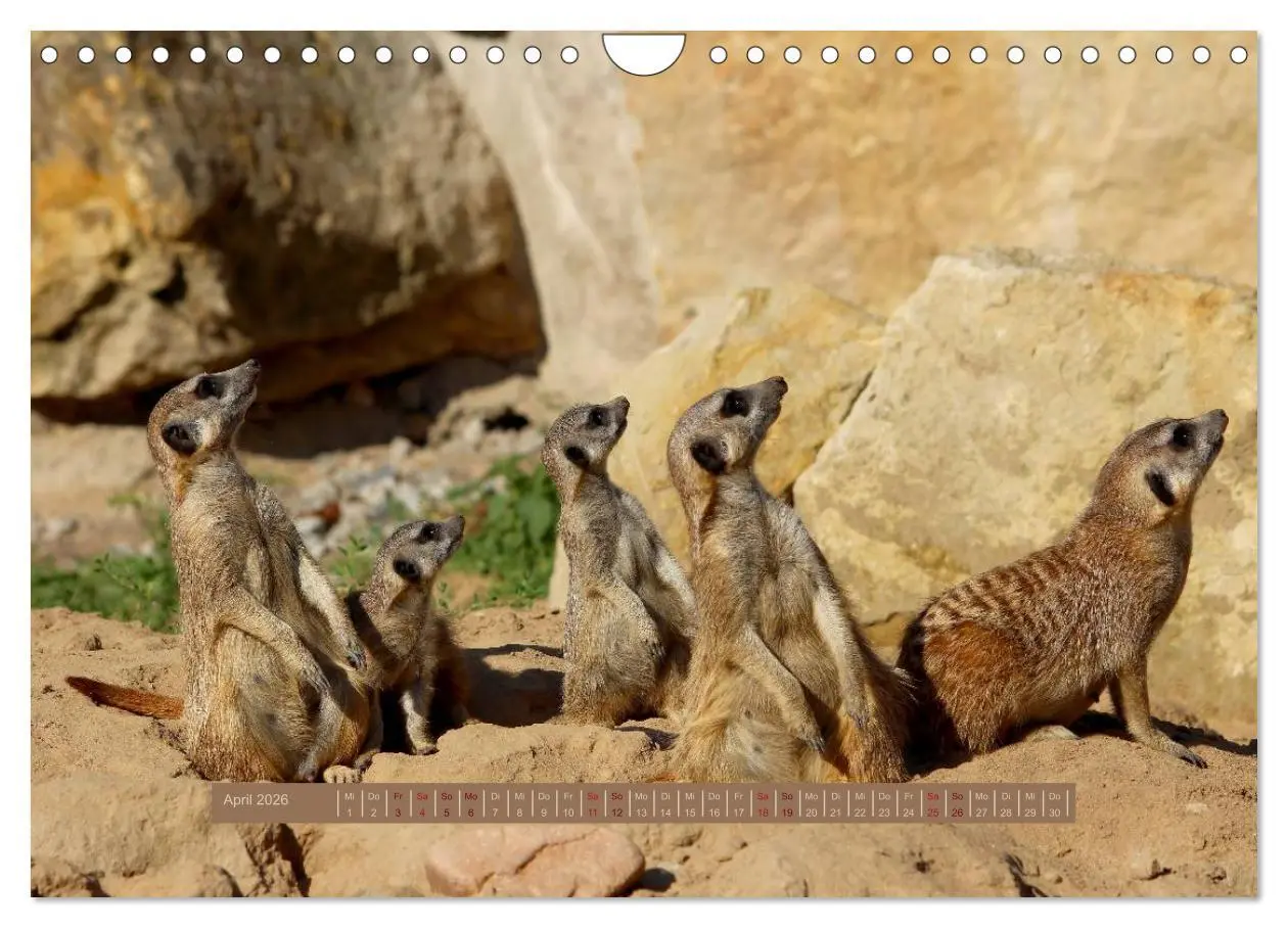 Bild: 9783516189704 | Erdmännchen (Wandkalender 2026 DIN A4 quer), CALVENDO Monatskalender