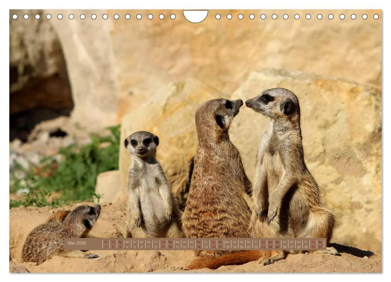 Bild: 9783516189704 | Erdmännchen (Wandkalender 2026 DIN A4 quer), CALVENDO Monatskalender