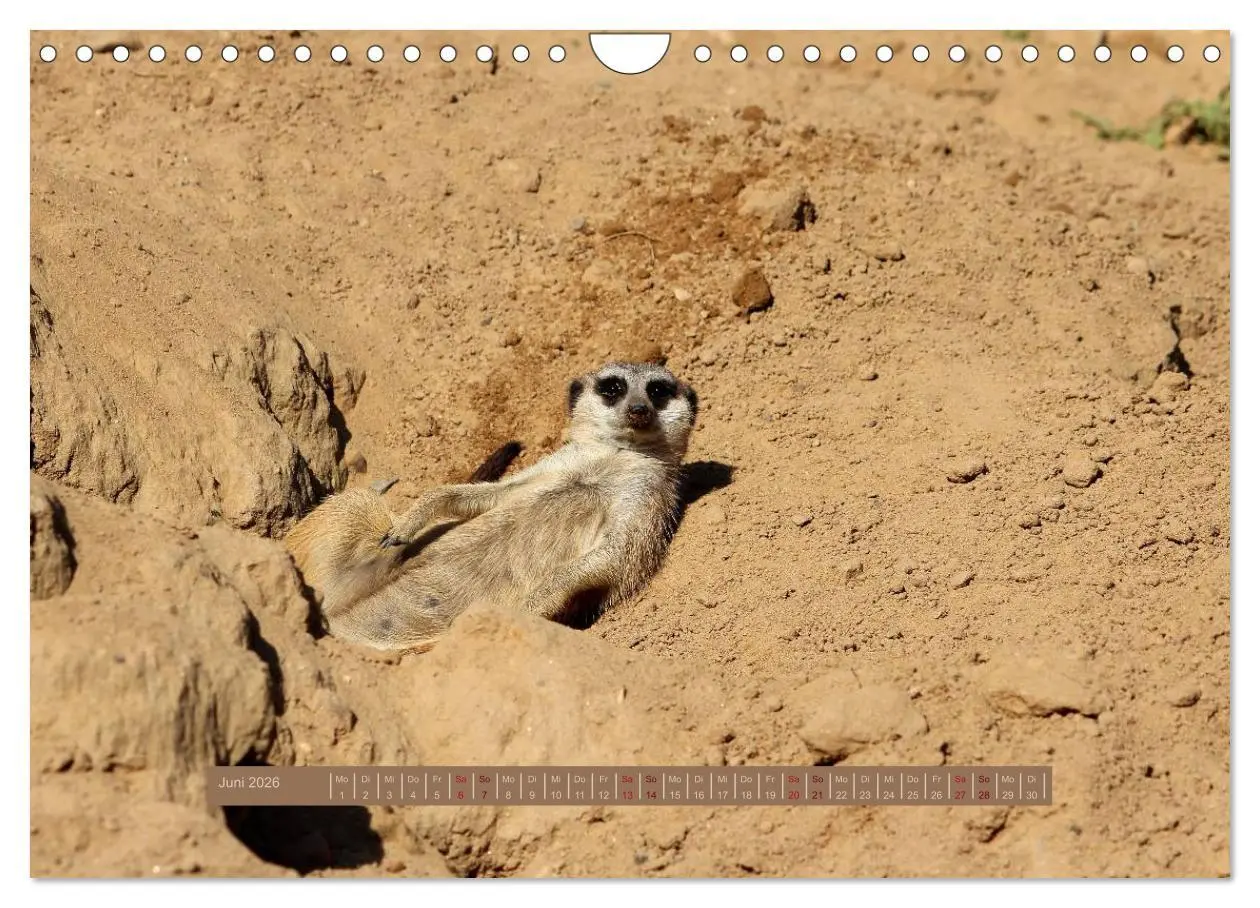 Bild: 9783516189704 | Erdmännchen (Wandkalender 2026 DIN A4 quer), CALVENDO Monatskalender