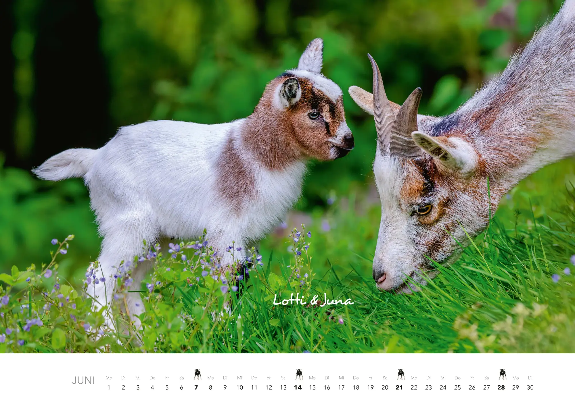 Bild: 9783966649704 | Tierkinder auf dem Bauernhof Kalender 2026 | J. -L. Klein (u. a.)
