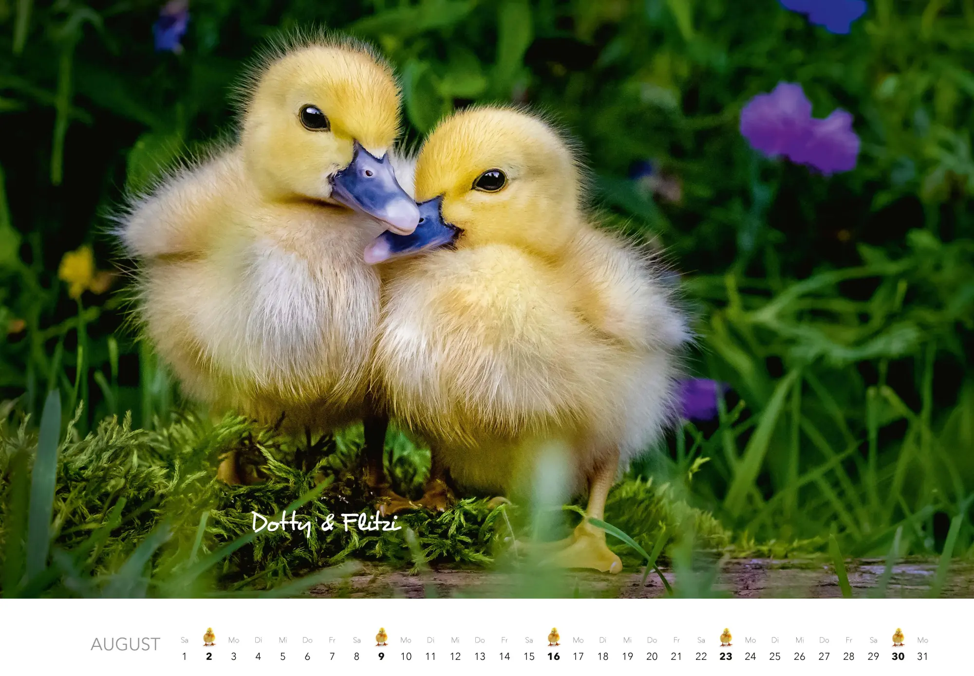Bild: 9783966649704 | Tierkinder auf dem Bauernhof Kalender 2026 | J. -L. Klein (u. a.)