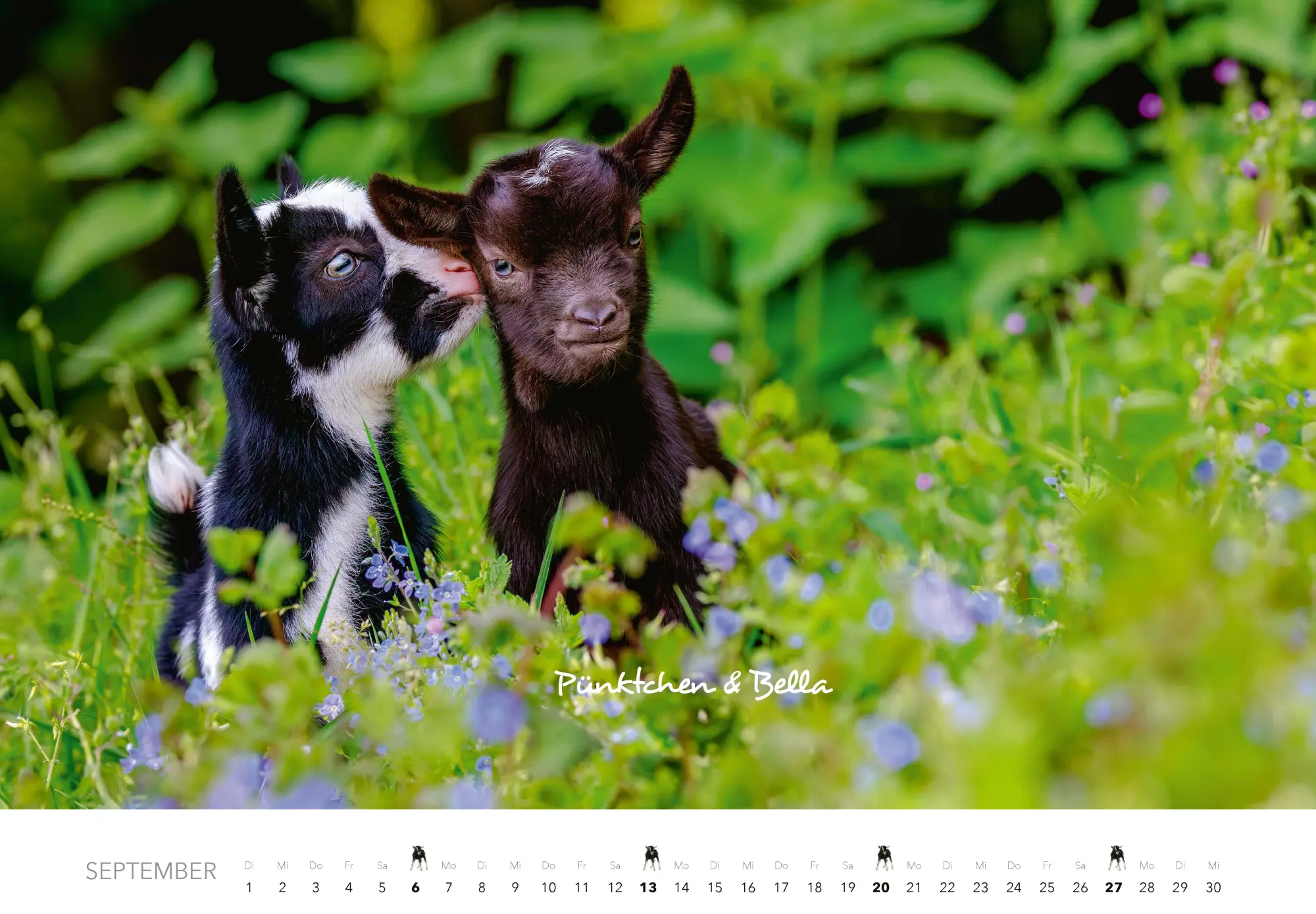 Bild: 9783966649704 | Tierkinder auf dem Bauernhof Kalender 2026 | J. -L. Klein (u. a.)