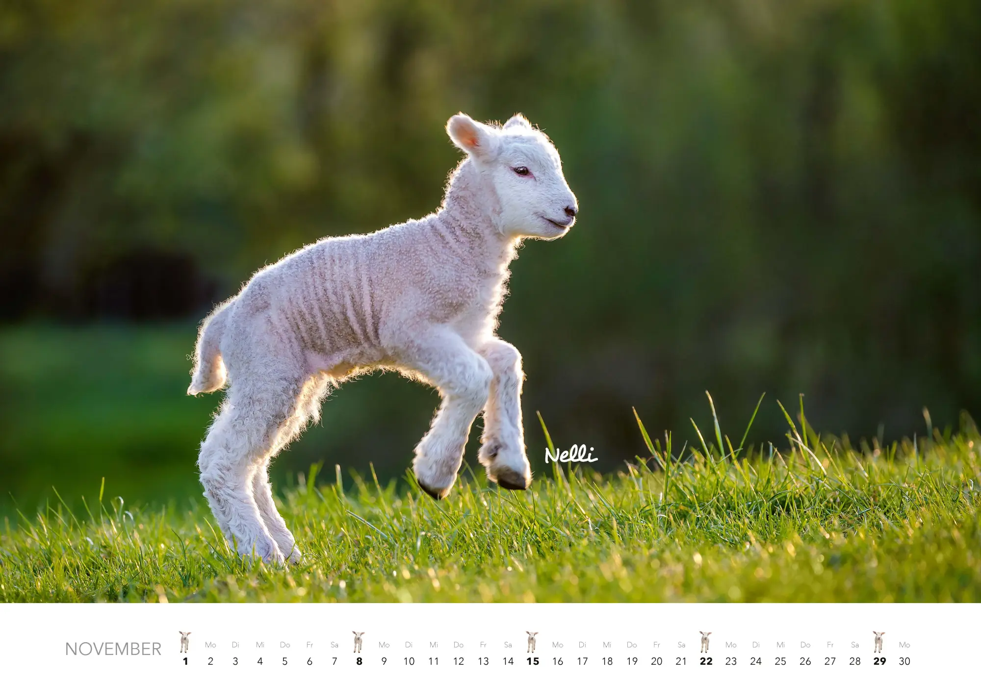 Bild: 9783966649704 | Tierkinder auf dem Bauernhof Kalender 2026 | J. -L. Klein (u. a.)