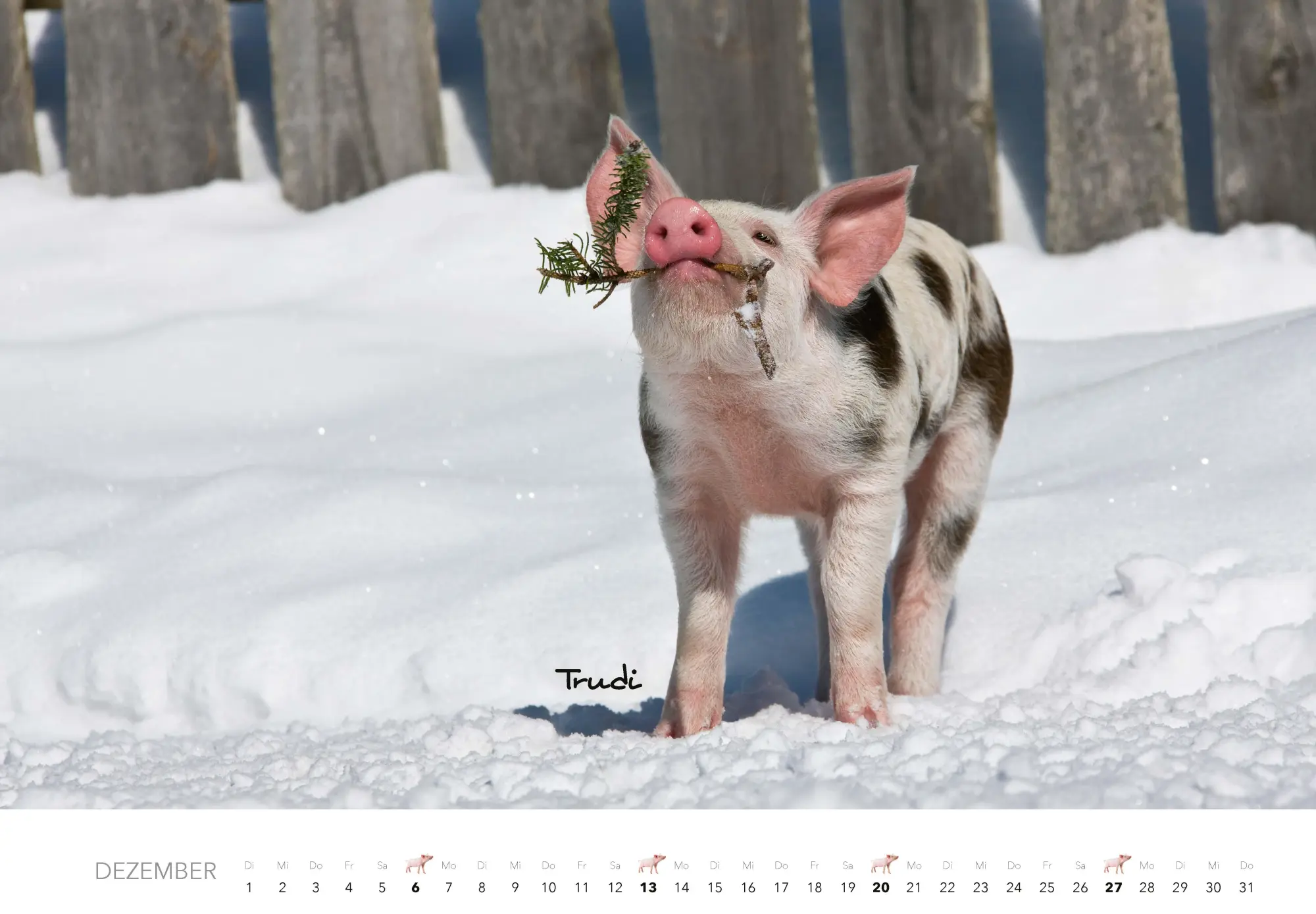 Bild: 9783966649704 | Tierkinder auf dem Bauernhof Kalender 2026 | J. -L. Klein (u. a.)