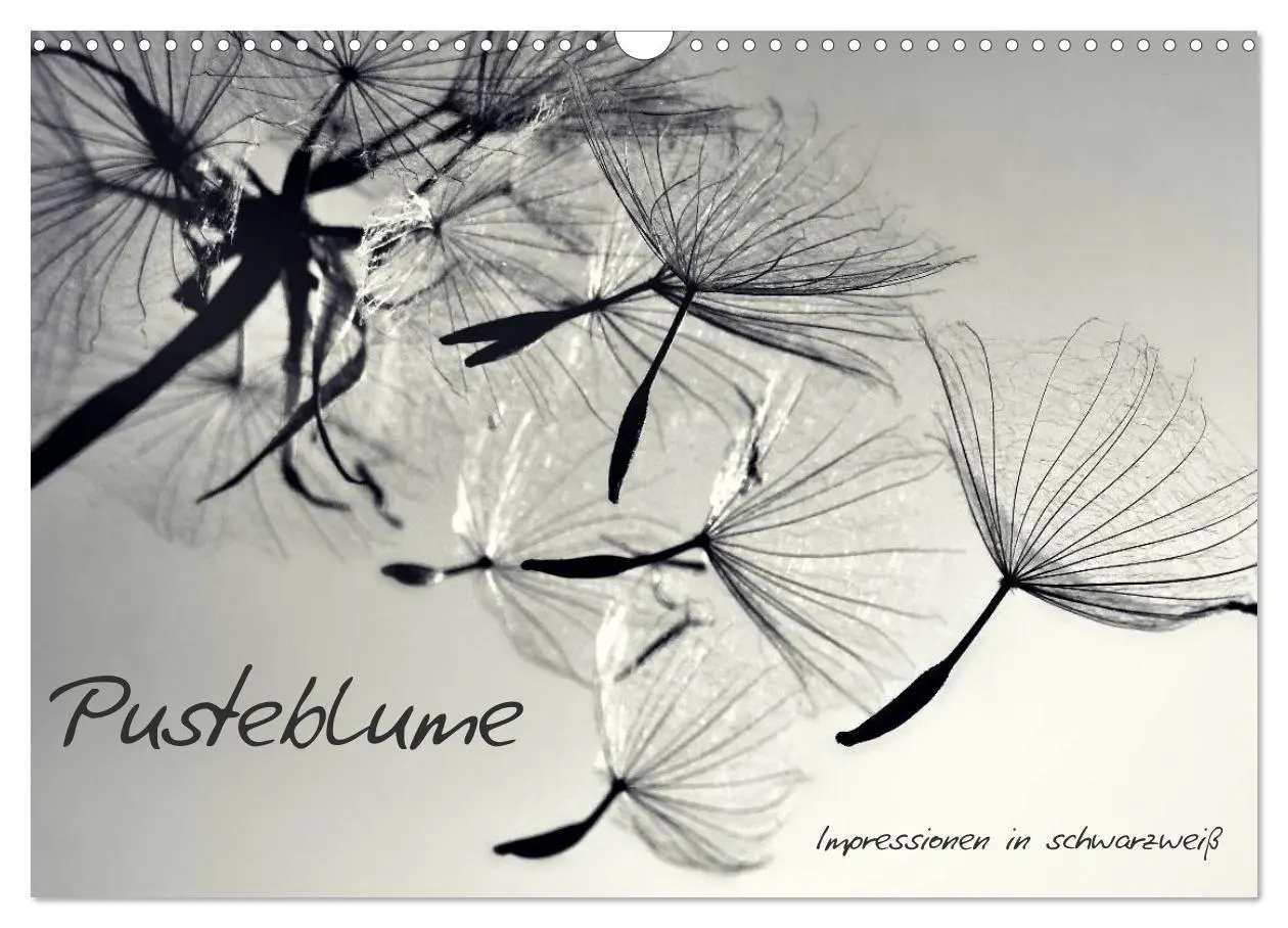 Cover: 9783594089804 | Pusteblume - Impressionen in schwarzweiß (Wandkalender 2027 DIN A3...