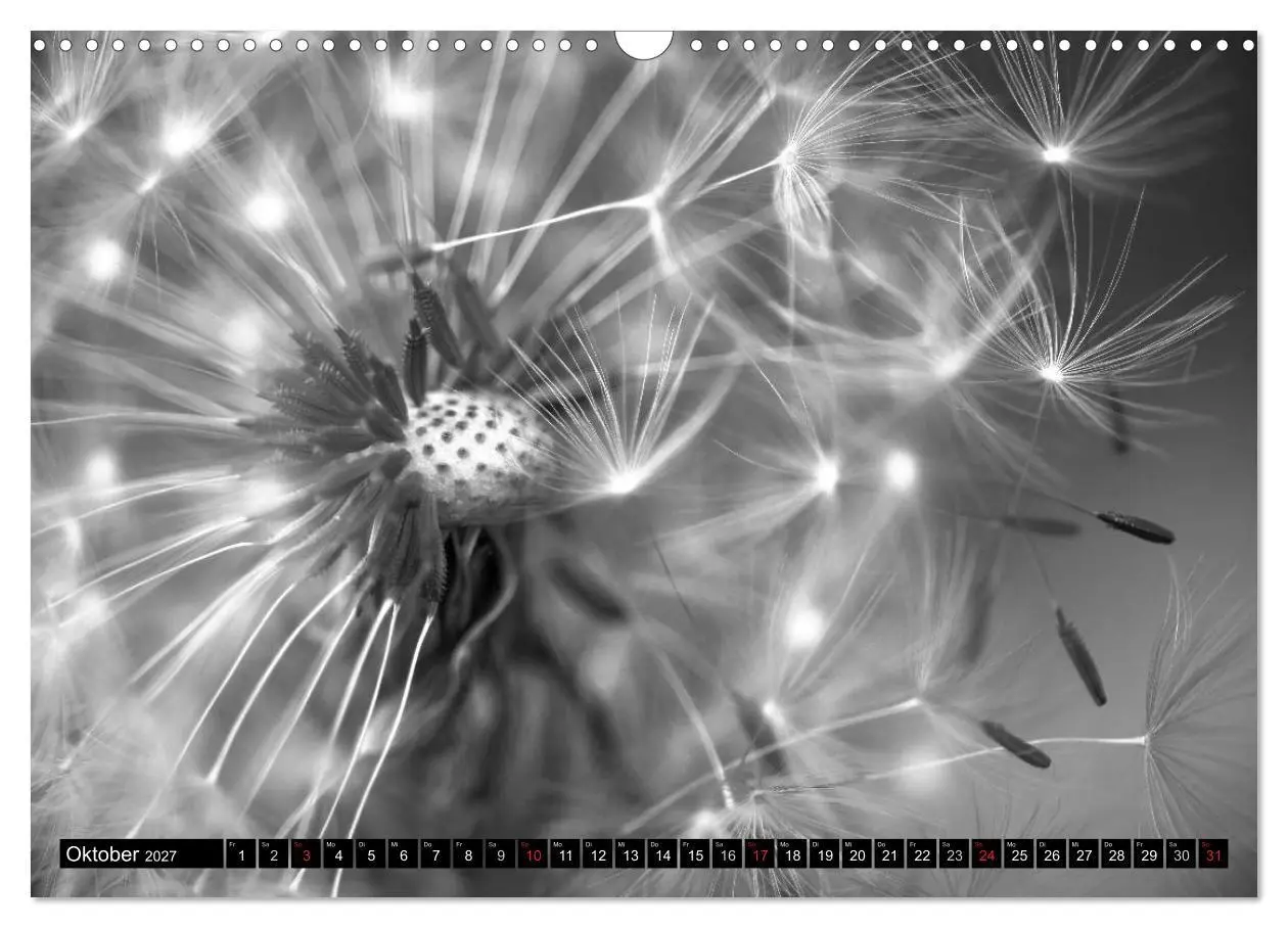 Bild: 9783594089804 | Pusteblume - Impressionen in schwarzweiß (Wandkalender 2027 DIN A3...