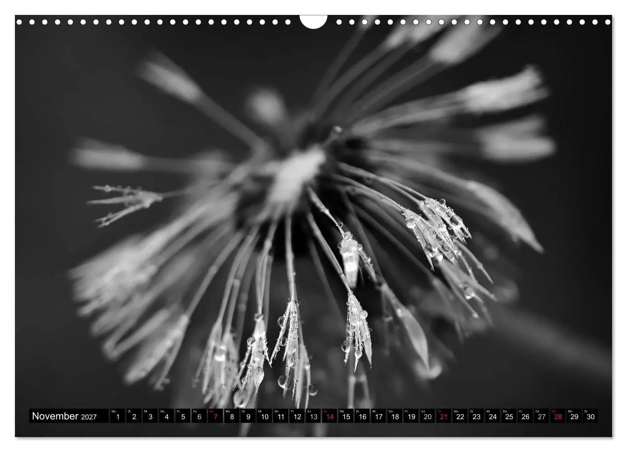 Bild: 9783594089804 | Pusteblume - Impressionen in schwarzweiß (Wandkalender 2027 DIN A3...
