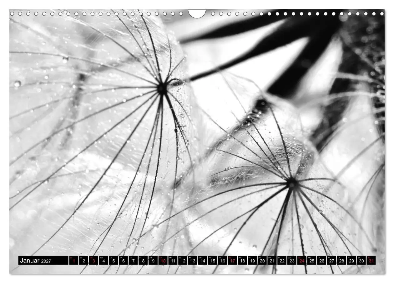 Bild: 9783594089804 | Pusteblume - Impressionen in schwarzweiß (Wandkalender 2027 DIN A3...