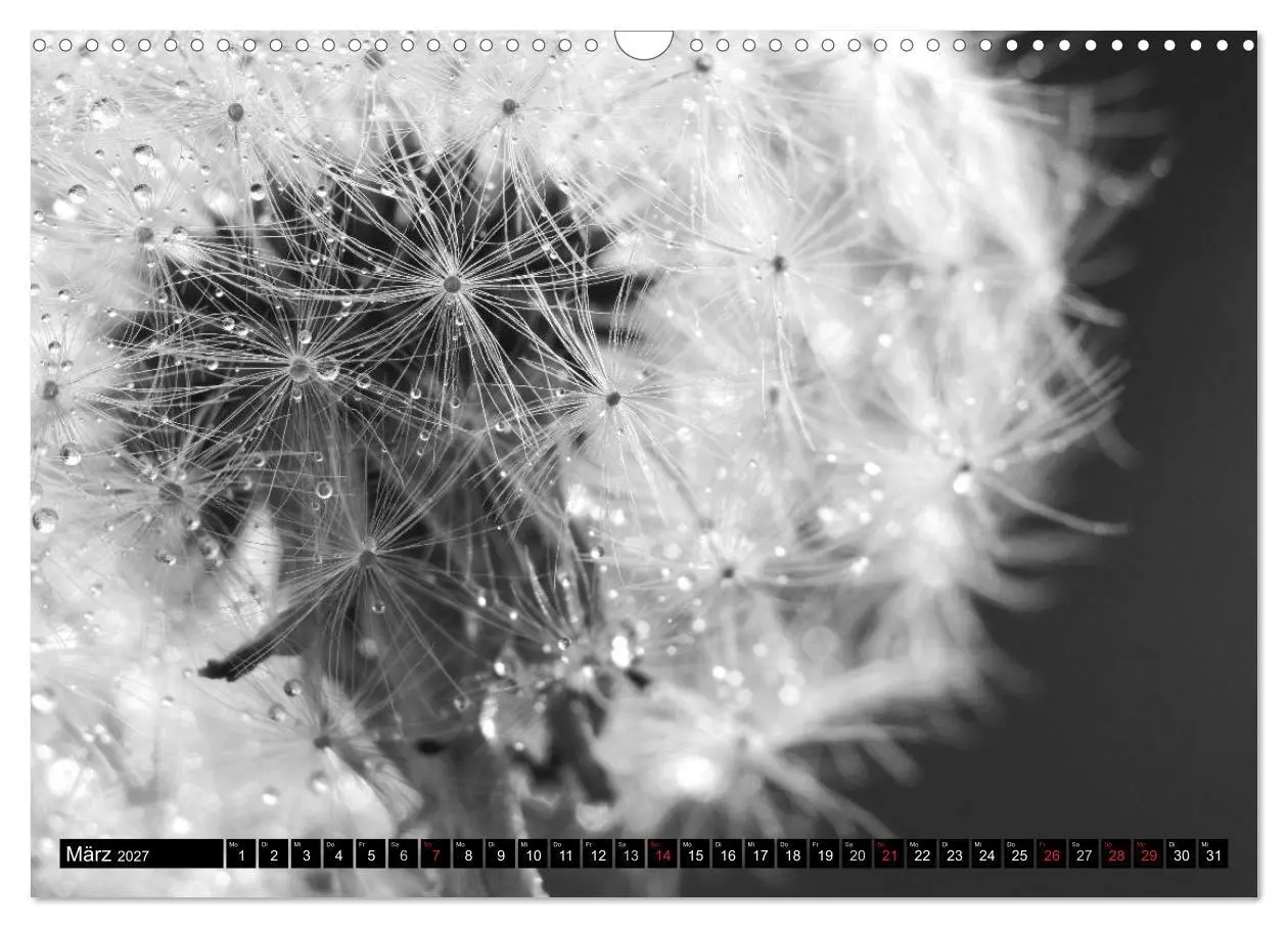 Bild: 9783594089804 | Pusteblume - Impressionen in schwarzweiß (Wandkalender 2027 DIN A3...