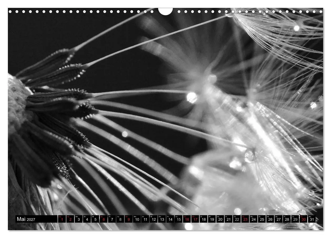 Bild: 9783594089804 | Pusteblume - Impressionen in schwarzweiß (Wandkalender 2027 DIN A3...