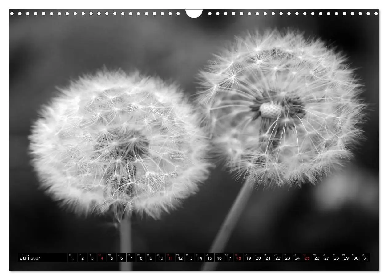 Bild: 9783594089804 | Pusteblume - Impressionen in schwarzweiß (Wandkalender 2027 DIN A3...