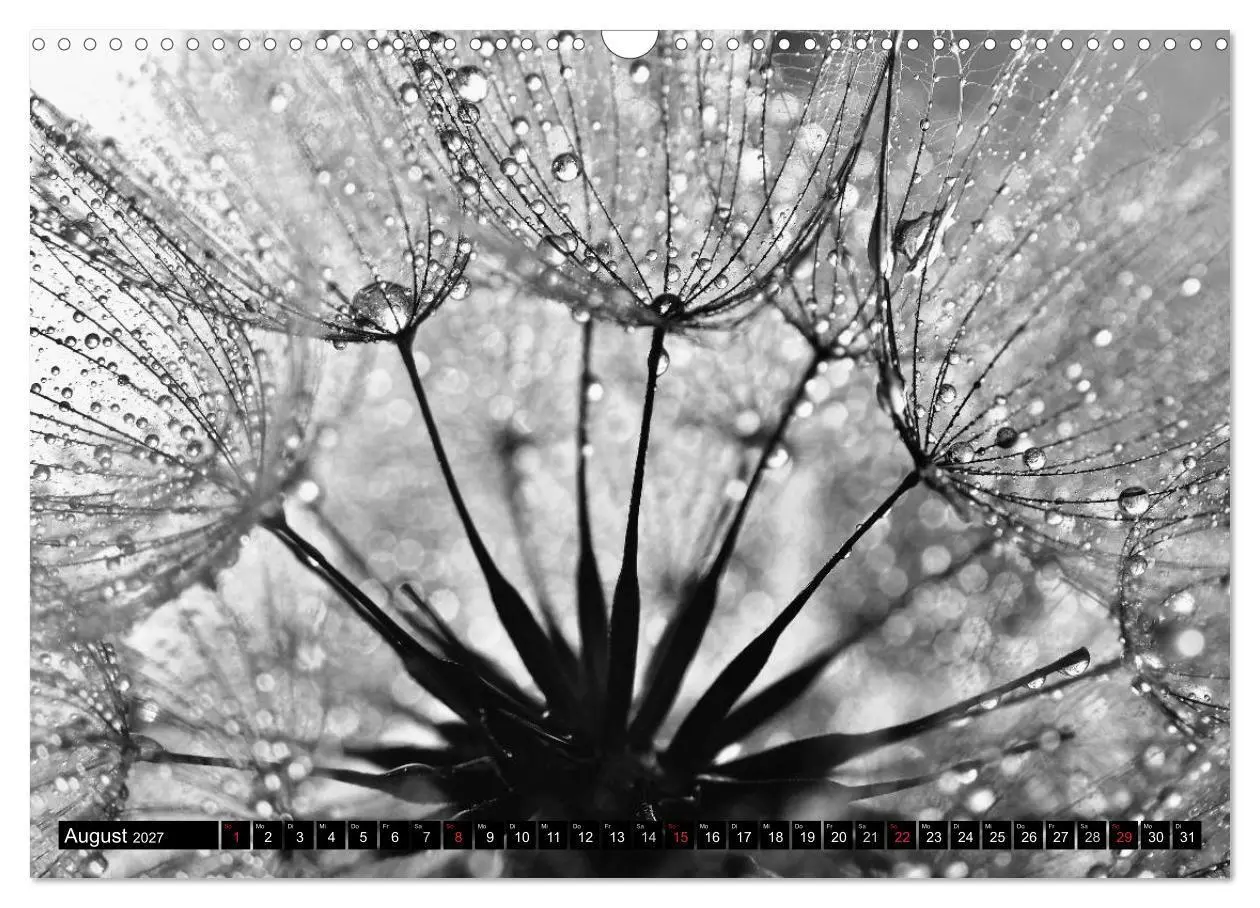 Bild: 9783594089804 | Pusteblume - Impressionen in schwarzweiß (Wandkalender 2027 DIN A3...