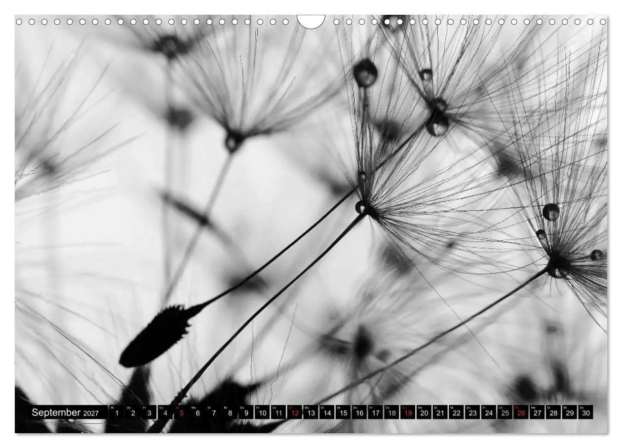 Bild: 9783594089804 | Pusteblume - Impressionen in schwarzweiß (Wandkalender 2027 DIN A3...