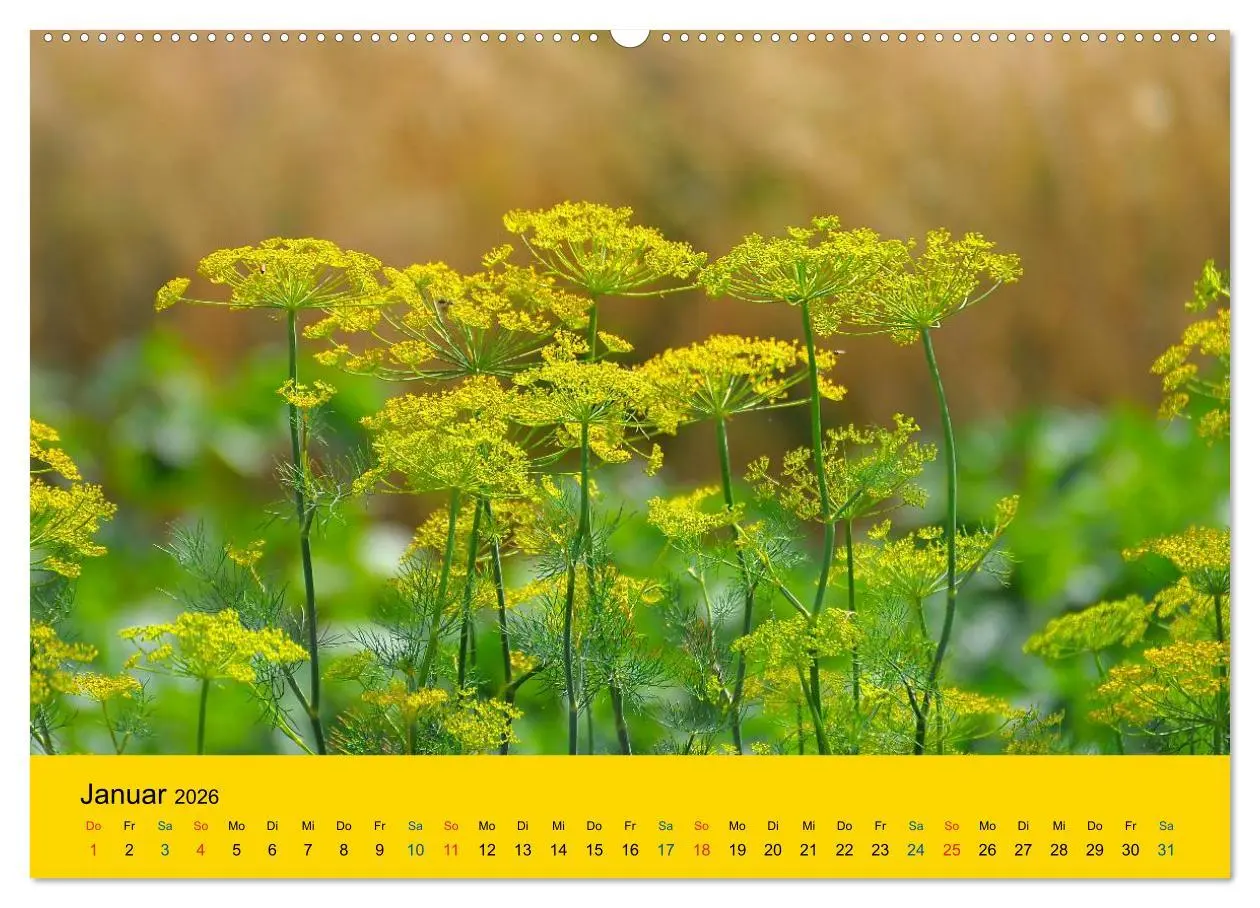 Bild: 9783516169904 | Heil- und Küchenkräuter (hochwertiger Premium Wandkalender 2026 DIN...