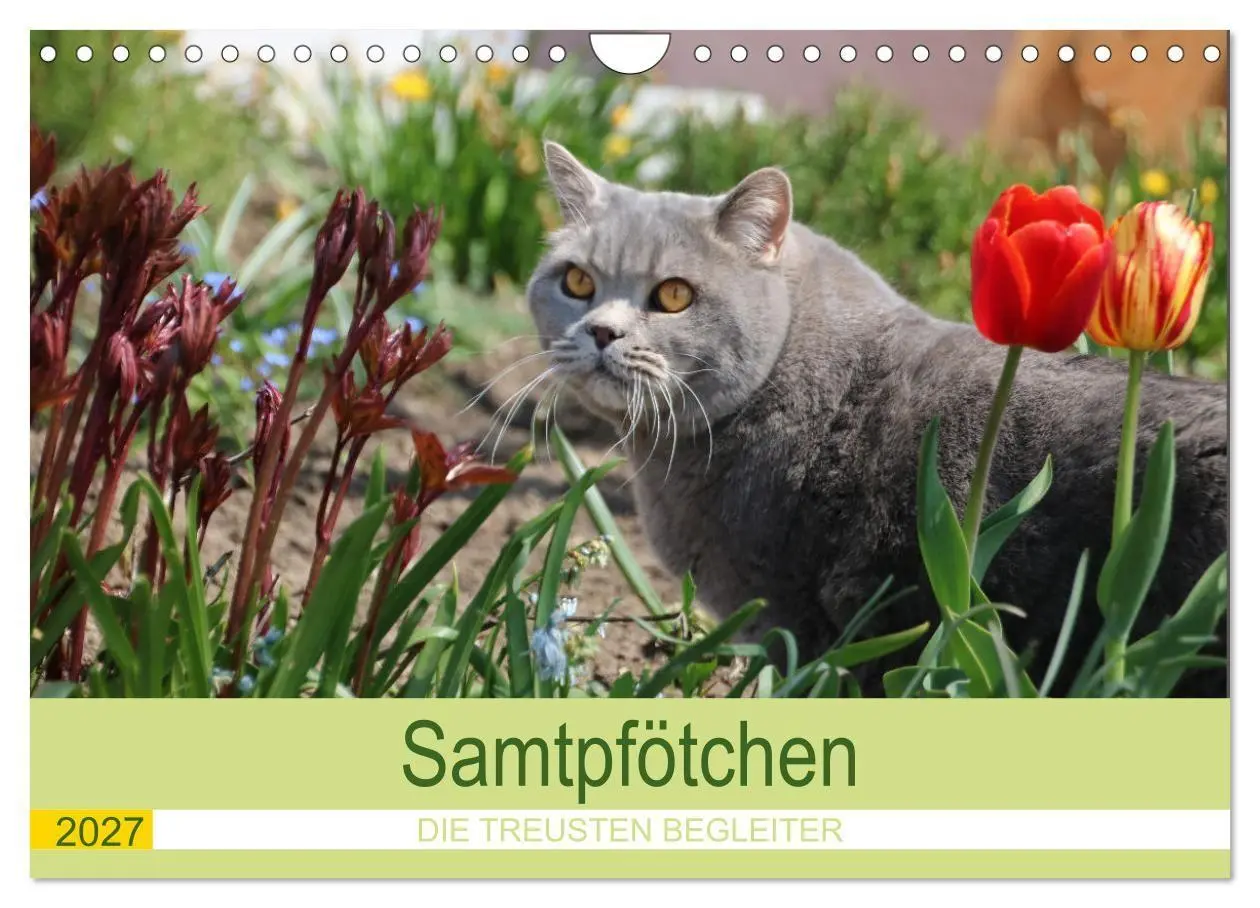 Cover: 9783569510005 | Samtpfötchen - Die treusten Begleiter 2027 (Wandkalender 2027 DIN...