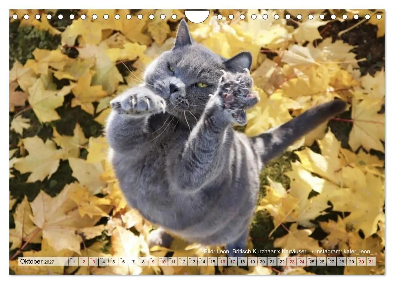 Bild: 9783569510005 | Samtpfötchen - Die treusten Begleiter 2027 (Wandkalender 2027 DIN...