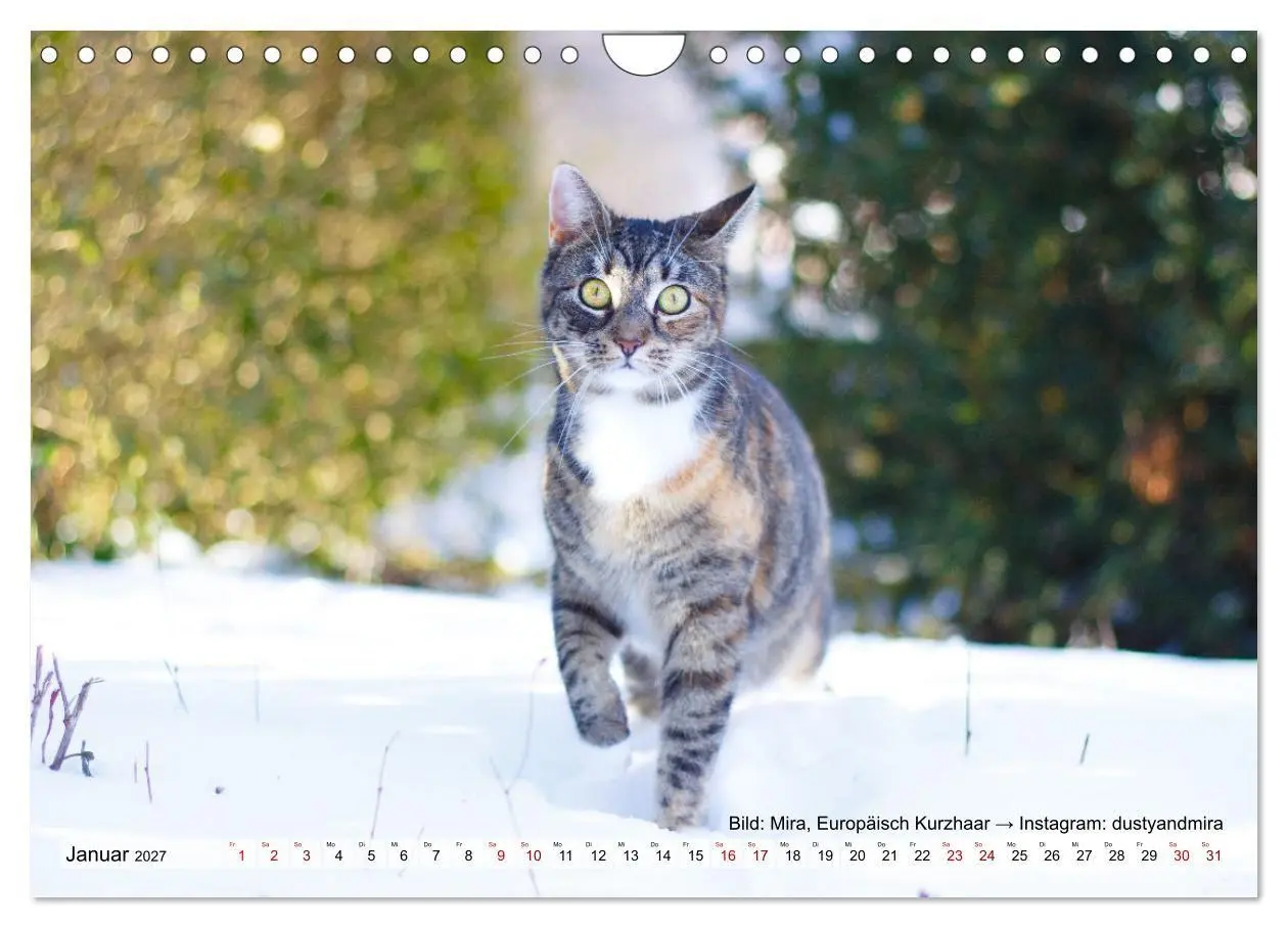 Bild: 9783569510005 | Samtpfötchen - Die treusten Begleiter 2027 (Wandkalender 2027 DIN...