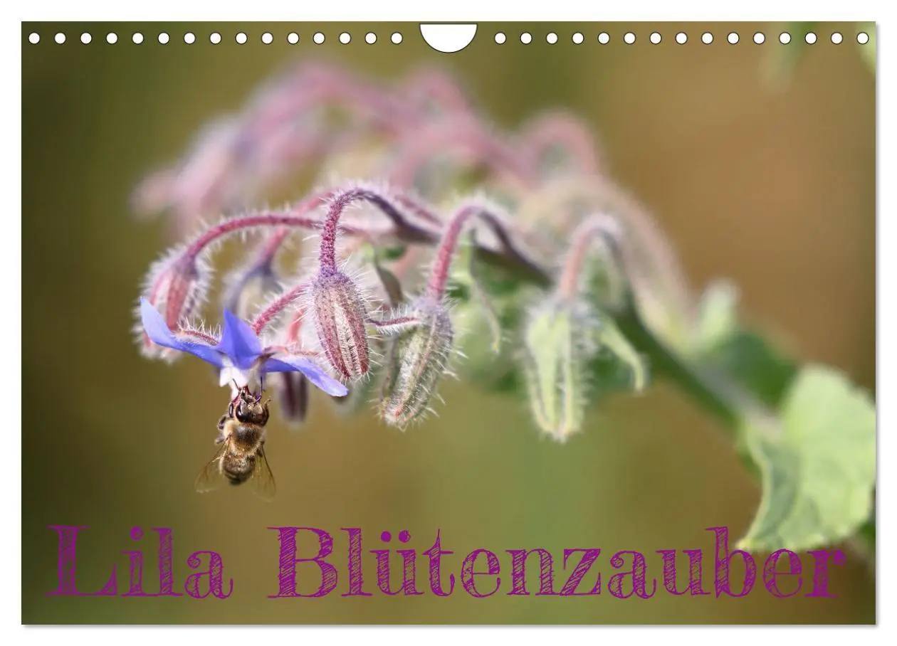 Cover: 9783457320105 | Lila Blütenzauber (Wandkalender 2026 DIN A4 quer), CALVENDO...
