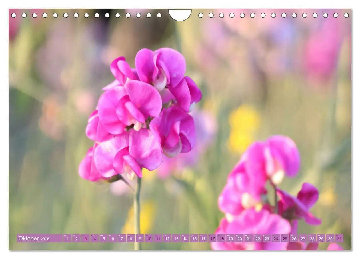 Bild: 9783457320105 | Lila Blütenzauber (Wandkalender 2026 DIN A4 quer), CALVENDO...