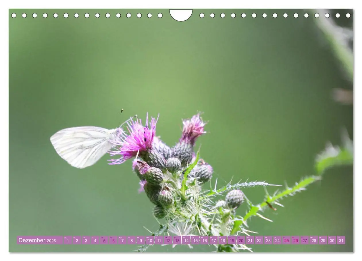 Bild: 9783457320105 | Lila Blütenzauber (Wandkalender 2026 DIN A4 quer), CALVENDO...