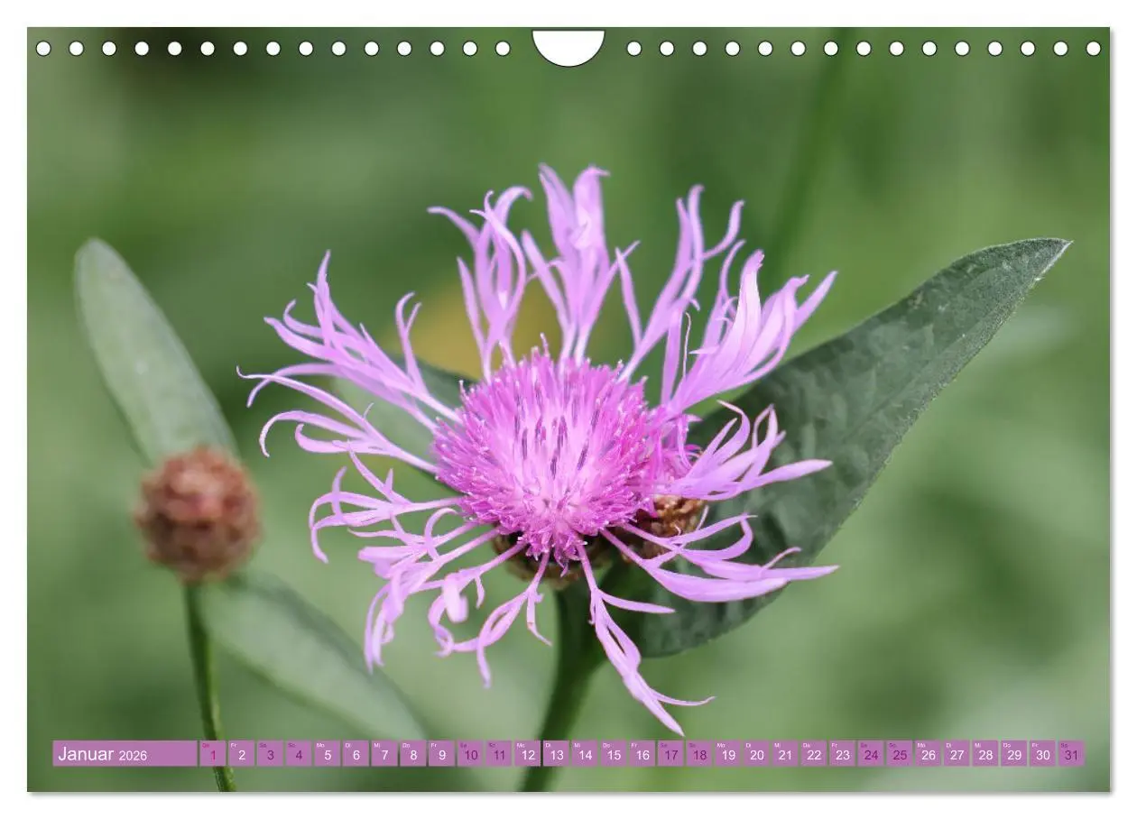 Bild: 9783457320105 | Lila Blütenzauber (Wandkalender 2026 DIN A4 quer), CALVENDO...