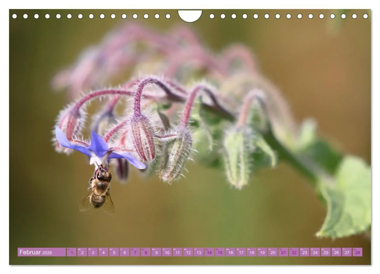 Bild: 9783457320105 | Lila Blütenzauber (Wandkalender 2026 DIN A4 quer), CALVENDO...