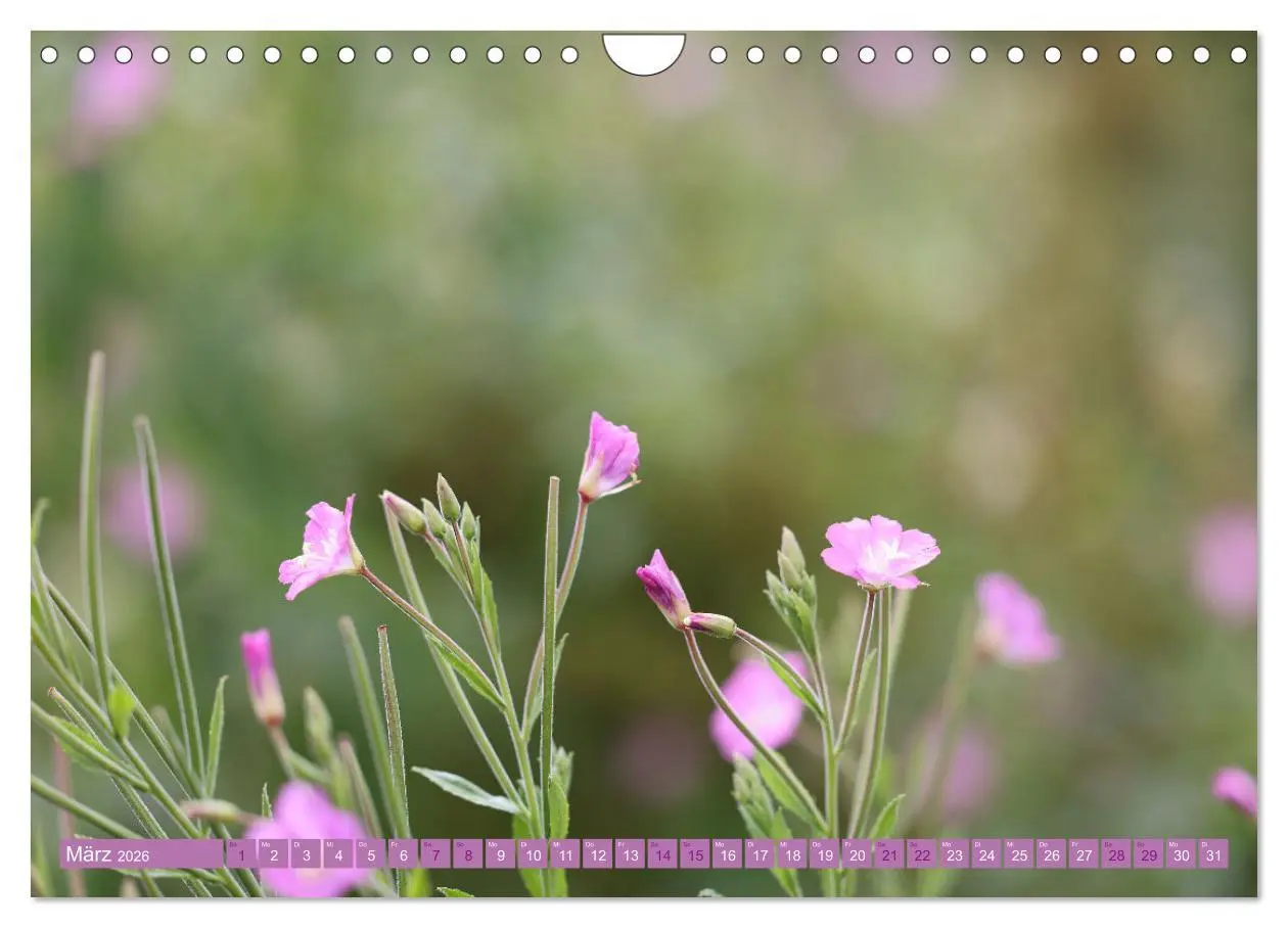 Bild: 9783457320105 | Lila Blütenzauber (Wandkalender 2026 DIN A4 quer), CALVENDO...