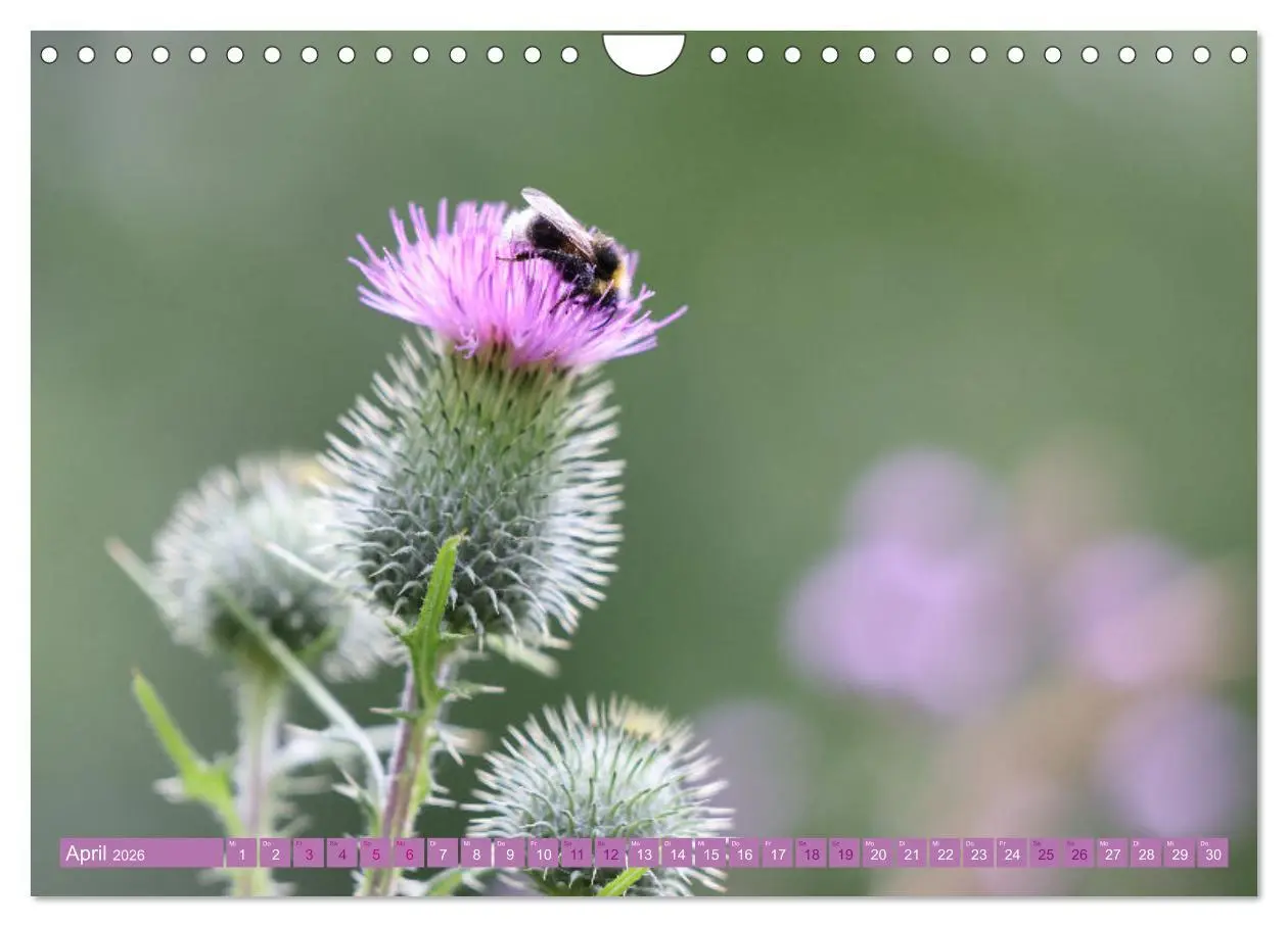 Bild: 9783457320105 | Lila Blütenzauber (Wandkalender 2026 DIN A4 quer), CALVENDO...