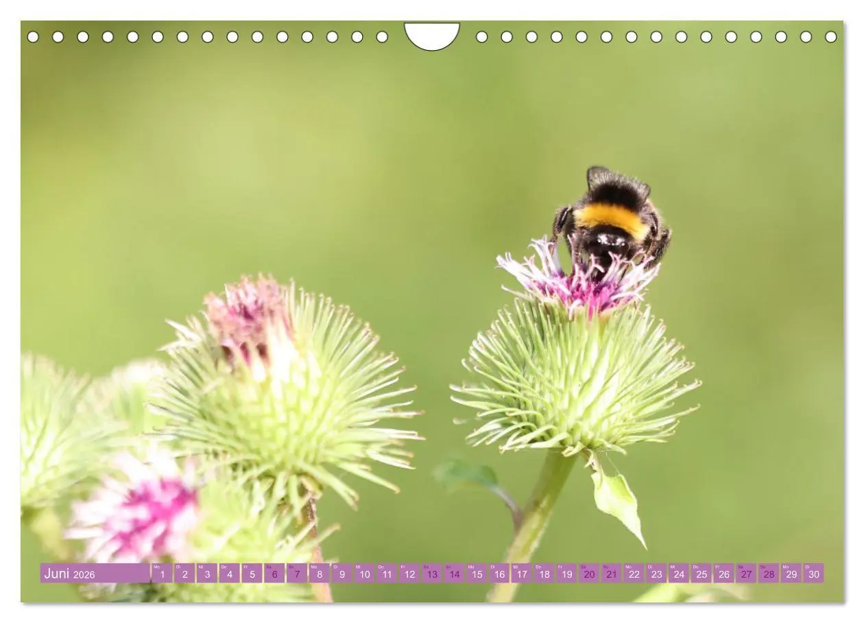 Bild: 9783457320105 | Lila Blütenzauber (Wandkalender 2026 DIN A4 quer), CALVENDO...