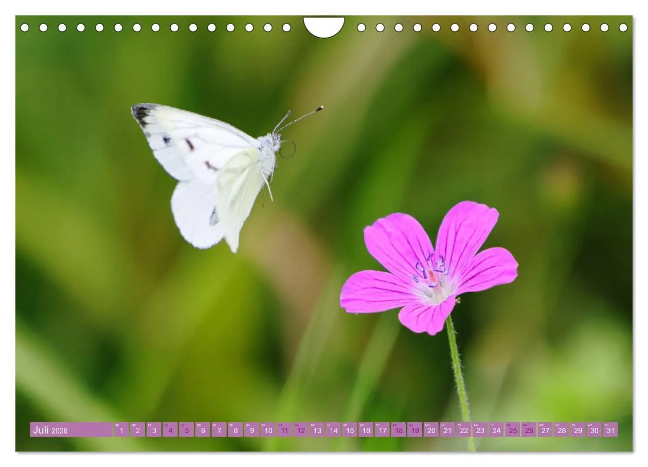 Bild: 9783457320105 | Lila Blütenzauber (Wandkalender 2026 DIN A4 quer), CALVENDO...
