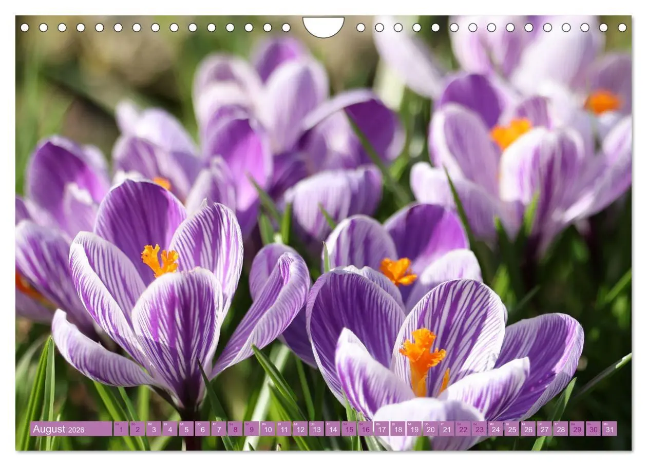 Bild: 9783457320105 | Lila Blütenzauber (Wandkalender 2026 DIN A4 quer), CALVENDO...