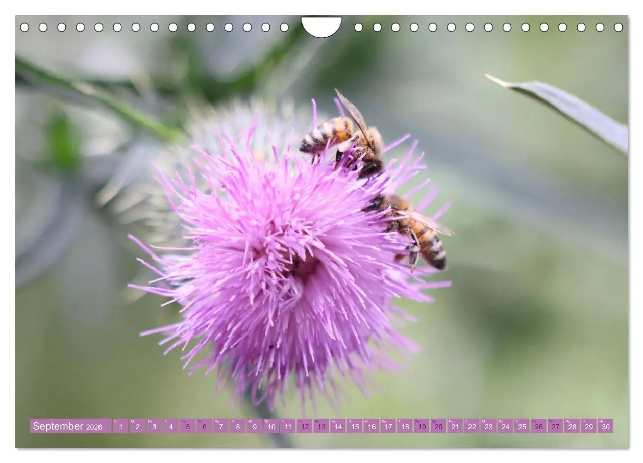 Bild: 9783457320105 | Lila Blütenzauber (Wandkalender 2026 DIN A4 quer), CALVENDO...