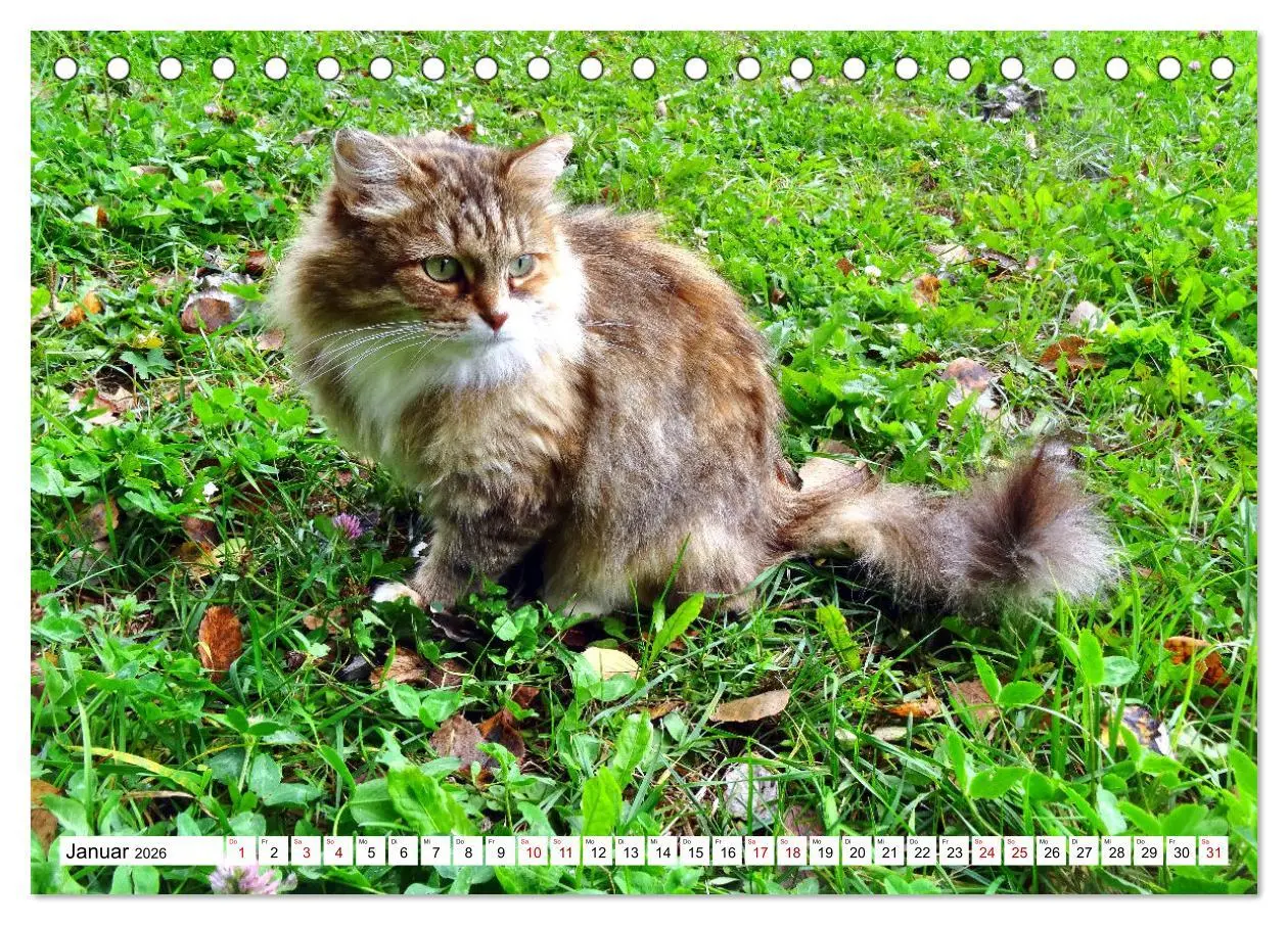 Bild: 9783457630105 | Auf Samtpfoten in Russland - Museums-Katzen auf russischen...