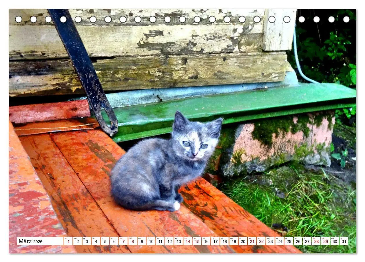 Bild: 9783457630105 | Auf Samtpfoten in Russland - Museums-Katzen auf russischen...