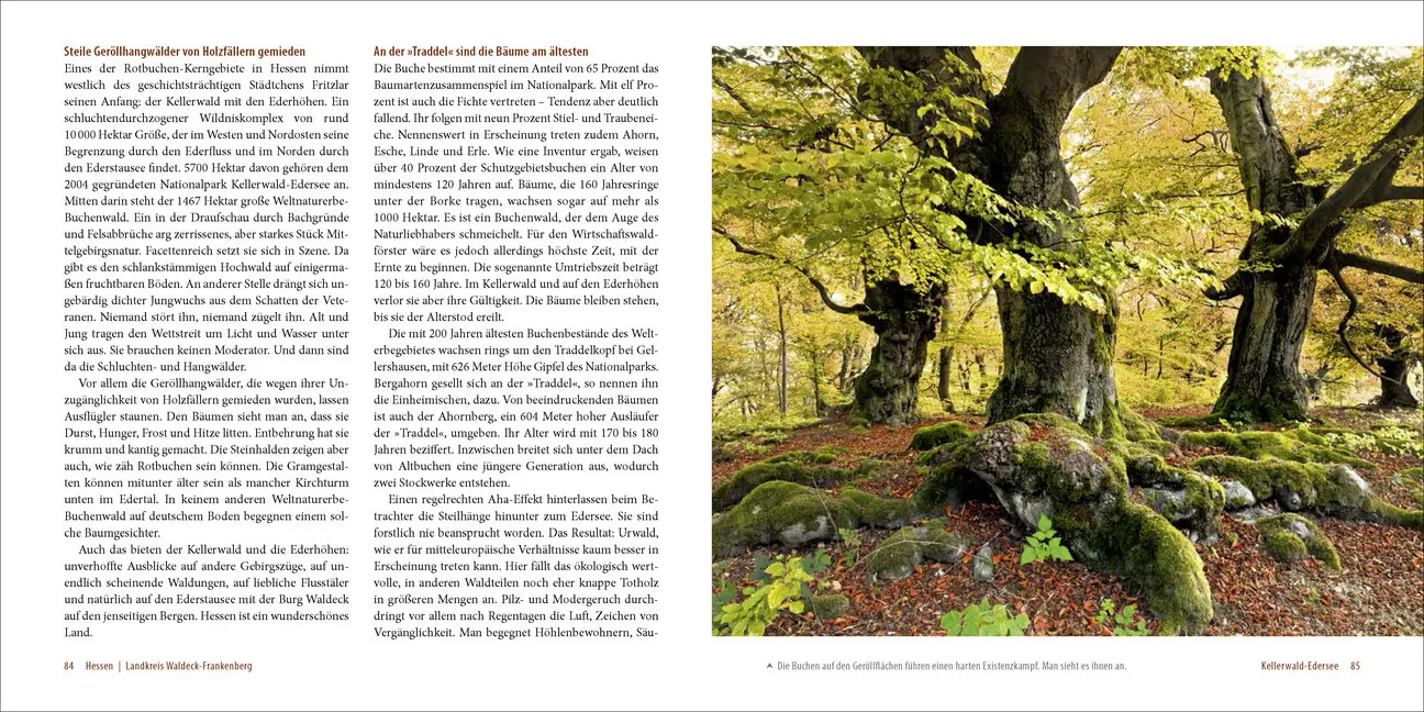 Bild: 9783957990105 | Deutschlands alte Buchenwälder | Karl Heinz Engel | Buch | 103 S.