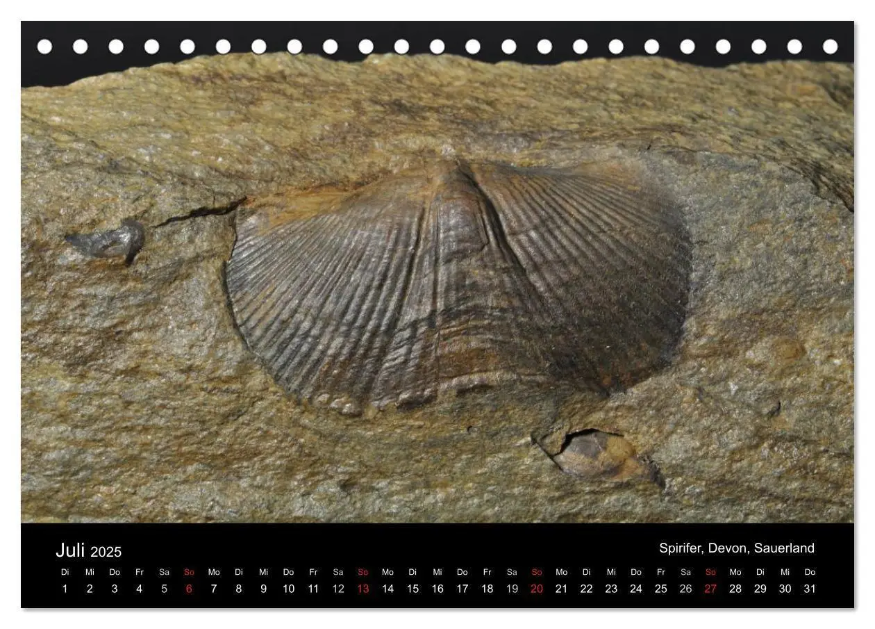 Bild: 9783435770205 | Fossilien - Zeugen der Urzeit (Tischkalender 2025 DIN A5 quer),...