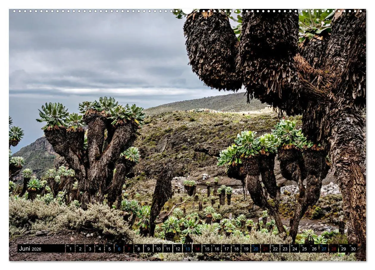 Bild: 9783457480205 | Kilimanjaro - das Dach Afrikas (Wandkalender 2026 DIN A2 quer),...