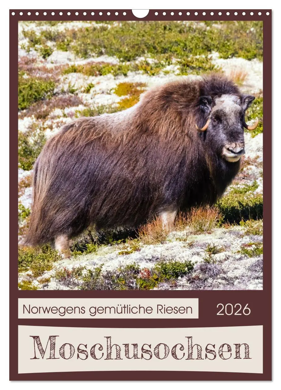 Cover: 9783516240405 | Moschusochsen - Norwegens gemütliche Riesen (Wandkalender 2026 DIN...