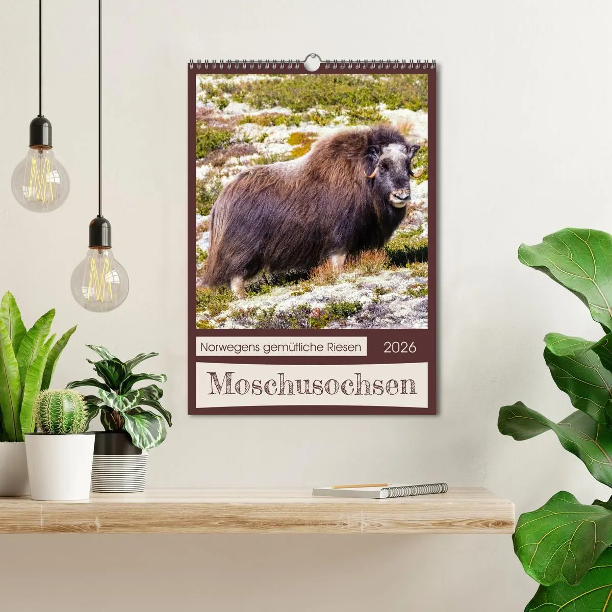 Bild: 9783516240405 | Moschusochsen - Norwegens gemütliche Riesen (Wandkalender 2026 DIN...