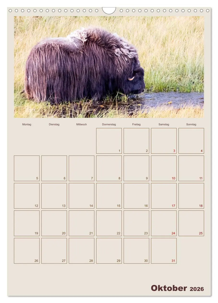 Bild: 9783516240405 | Moschusochsen - Norwegens gemütliche Riesen (Wandkalender 2026 DIN...
